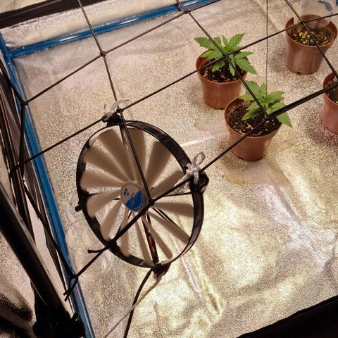 Strawberry Kush 1 growlog timeline photo