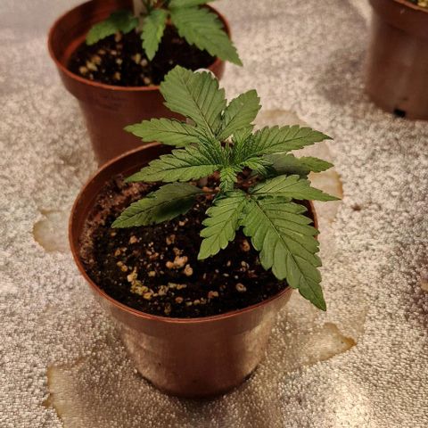 Strawberry Kush 1 growlog timeline photo