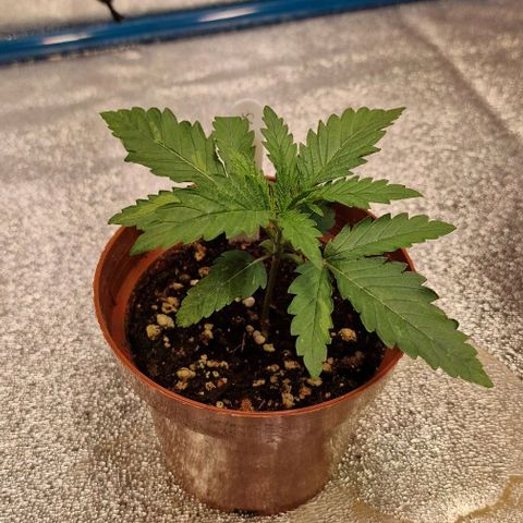 Strawberry Kush 2 growlog timeline photo