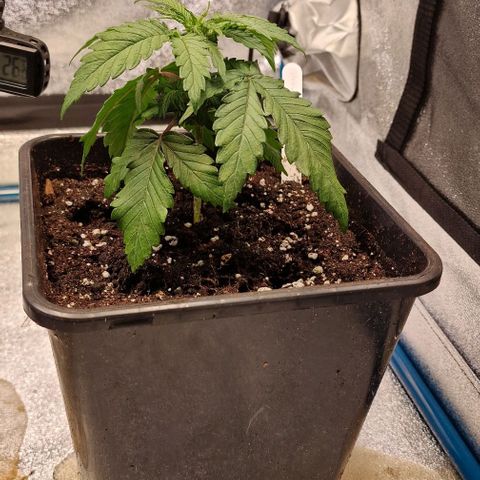 Strawberry Kush 1 growlog timeline photo