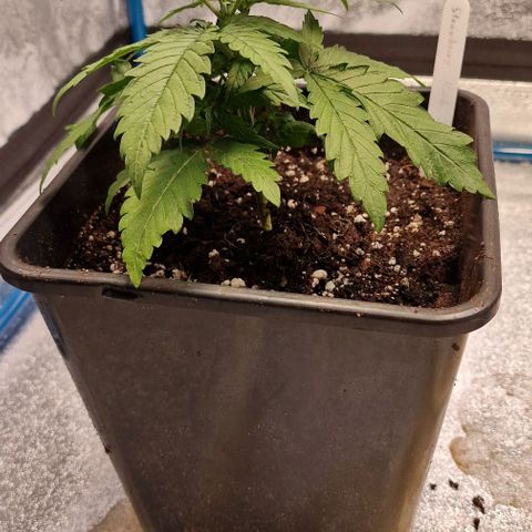 Strawberry Kush 2 growlog timeline photo