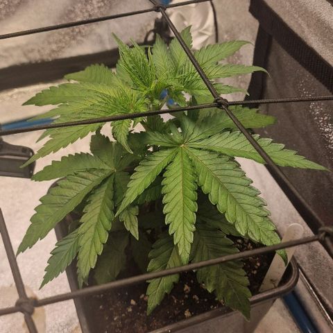 Strawberry Kush 1 growlog timeline photo