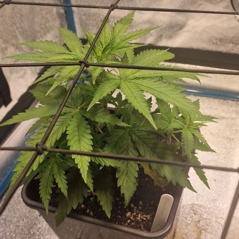 Strawberry Kush 2 growlog timeline photo