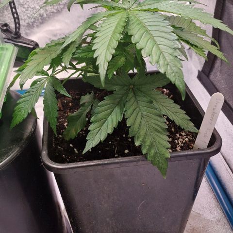 Strawberry Kush 1 growlog timeline photo