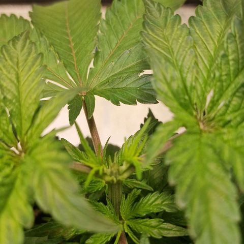 Strawberry Kush 1 growlog timeline photo