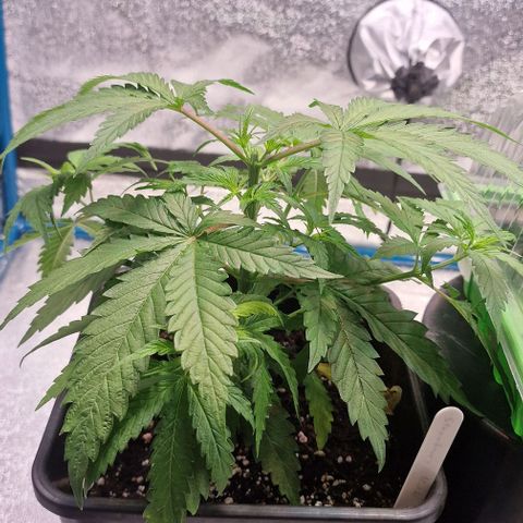 Strawberry Kush 2 growlog timeline photo