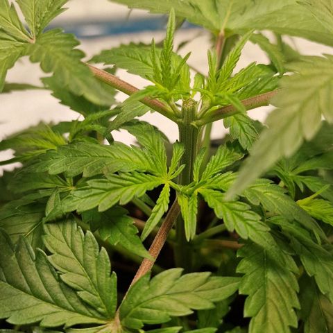 Strawberry Kush 2 growlog timeline photo