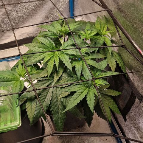 Strawberry Kush 1 growlog timeline photo