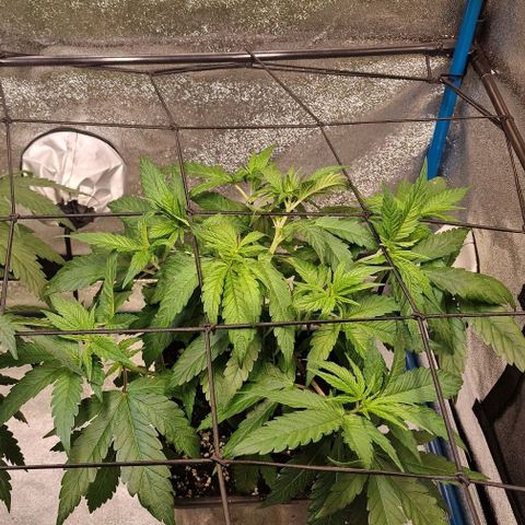 Strawberry Kush 1 growlog timeline photo