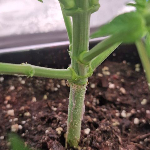 Strawberry Kush 1 growlog timeline photo