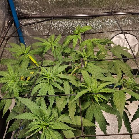 Strawberry Kush 2 growlog timeline photo