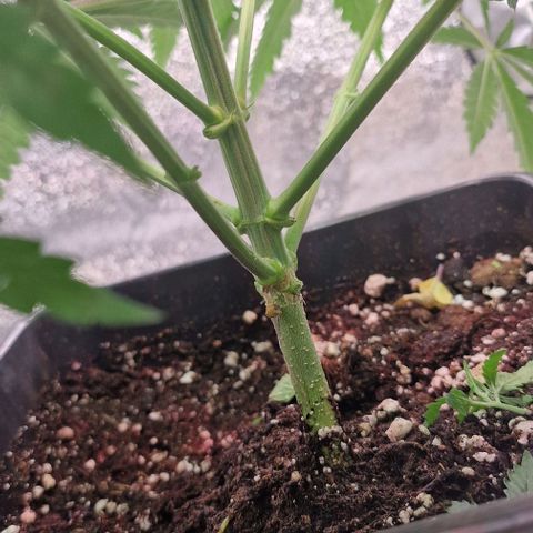 Strawberry Kush 2 growlog timeline photo