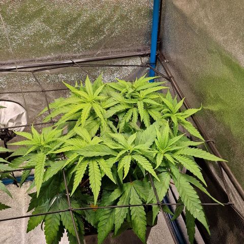 Strawberry Kush 1 growlog timeline photo