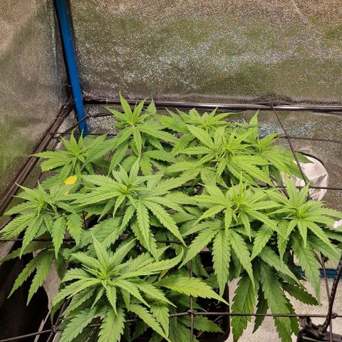 Strawberry Kush 2 growlog timeline photo