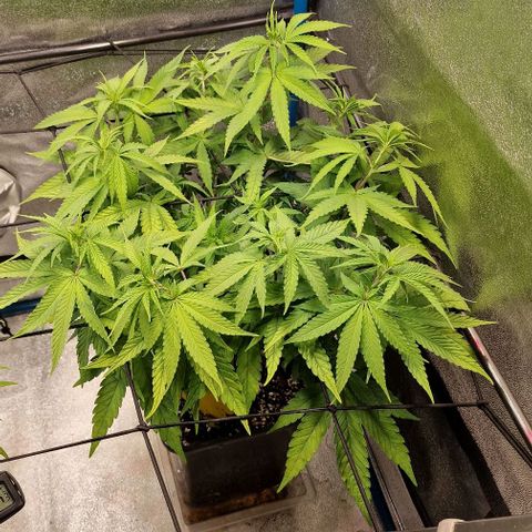 Strawberry Kush 1 growlog timeline photo