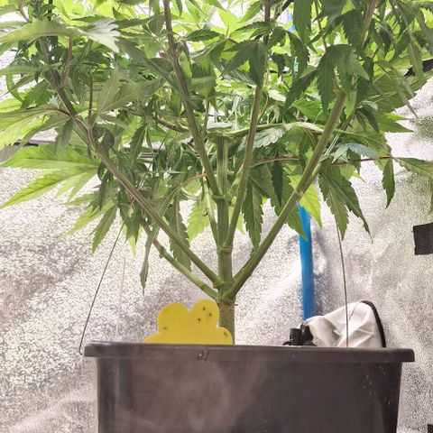 Strawberry Kush 1 growlog timeline photo