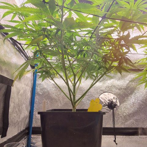 Strawberry Kush 2 growlog timeline photo