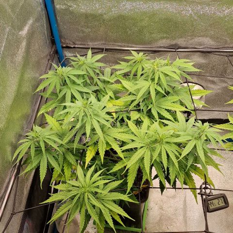 Strawberry Kush 2 growlog timeline photo