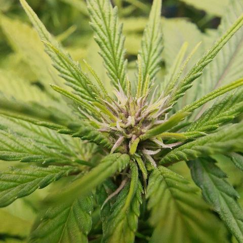 Strawberry Kush 1 growlog timeline photo