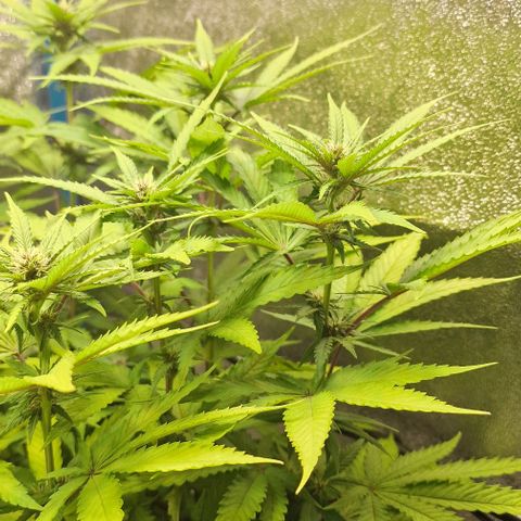 Strawberry Kush 1 growlog timeline photo