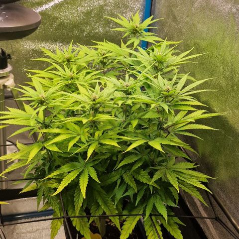 Strawberry Kush 1 growlog timeline photo