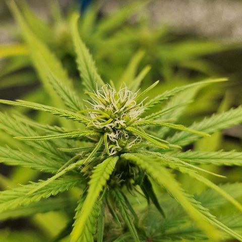 Strawberry Kush 2 growlog timeline photo