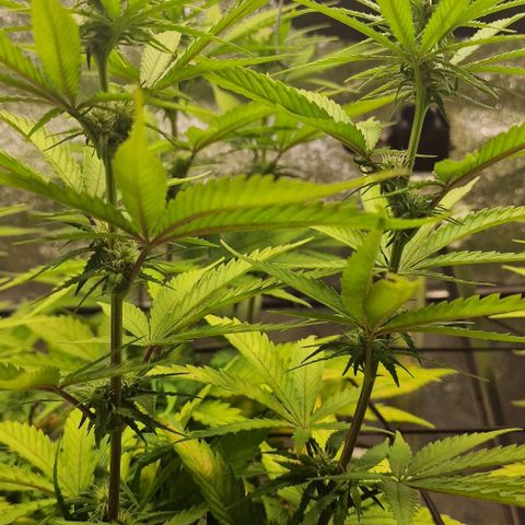 Strawberry Kush 2 growlog timeline photo