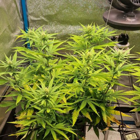 Strawberry Kush 2 growlog timeline photo