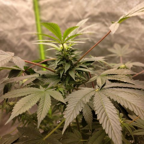 Mother plant 1st grow  growlog photo: This end of 2nd week of flower so day 14 of flower.. my first grow again so I'm leaning as I go here.. these pics were this morning this is day 3 since emergency transplanting due to plant becoming root bound.. still need to get a ph tester but I'm hoping the bigger pot helps with the red stems and other difficensys. Other than that I'm pretty proud of how things have been going thus far