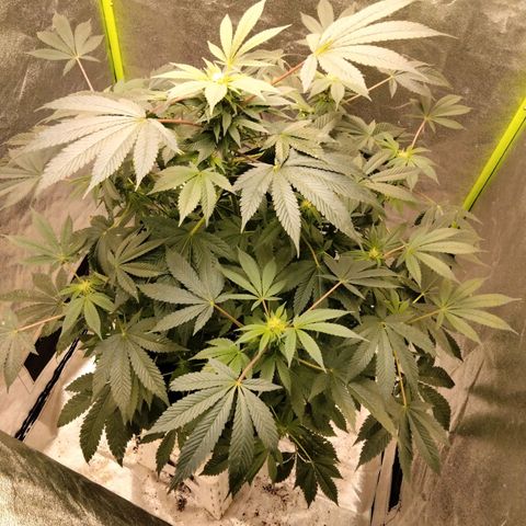 Mother plant 1st grow  growlog photo: This end of 2nd week of flower so day 14 of flower.. my first grow again so I'm leaning as I go here.. these pics were this morning this is day 3 since emergency transplanting due to plant becoming root bound.. still need to get a ph tester but I'm hoping the bigger pot helps with the red stems and other difficensys. Other than that I'm pretty proud of how things have been going thus far