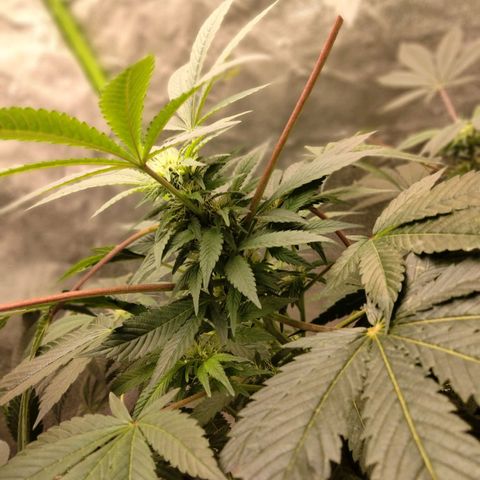 Mother plant 1st grow  growlog photo: This end of 2nd week of flower so day 14 of flower.. my first grow again so I'm leaning as I go here.. these pics were this morning this is day 3 since emergency transplanting due to plant becoming root bound.. still need to get a ph tester but I'm hoping the bigger pot helps with the red stems and other difficensys. Other than that I'm pretty proud of how things have been going thus far
