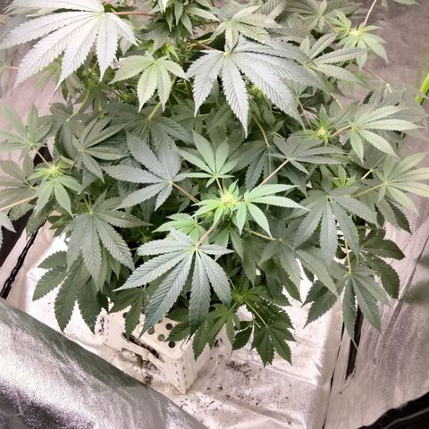 Mother plant 1st grow  growlog photo: This end of 2nd week of flower so day 14 of flower.. my first grow again so I'm leaning as I go here.. these pics were this morning this is day 3 since emergency transplanting due to plant becoming root bound.. still need to get a ph tester but I'm hoping the bigger pot helps with the red stems and other difficensys. Other than that I'm pretty proud of how things have been going thus far