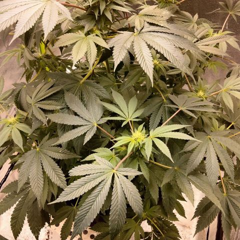 Mother plant 1st grow  growlog photo: This end of 2nd week of flower so day 14 of flower.. my first grow again so I'm leaning as I go here.. these pics were this morning this is day 3 since emergency transplanting due to plant becoming root bound.. still need to get a ph tester but I'm hoping the bigger pot helps with the red stems and other difficensys. Other than that I'm pretty proud of how things have been going thus far