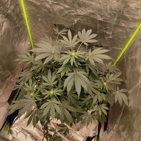 Mother plant 1st grow  growlog timeline photo