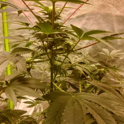 Mother plant 1st grow  growlog timeline photo