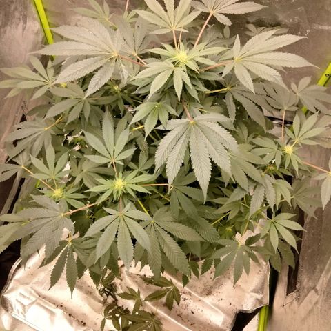 Mother plant 1st grow  growlog timeline photo
