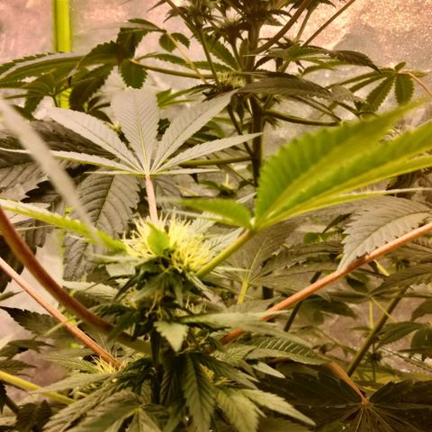 Mother plant 1st grow  growlog timeline photo