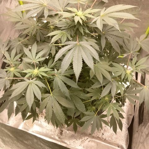Mother plant 1st grow  growlog timeline photo