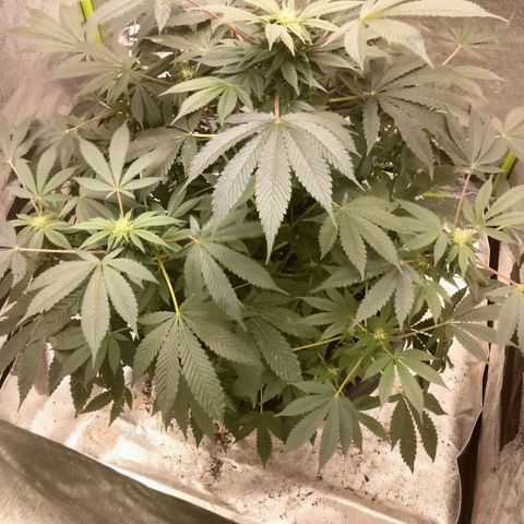 Mother plant 1st grow  growlog timeline photo