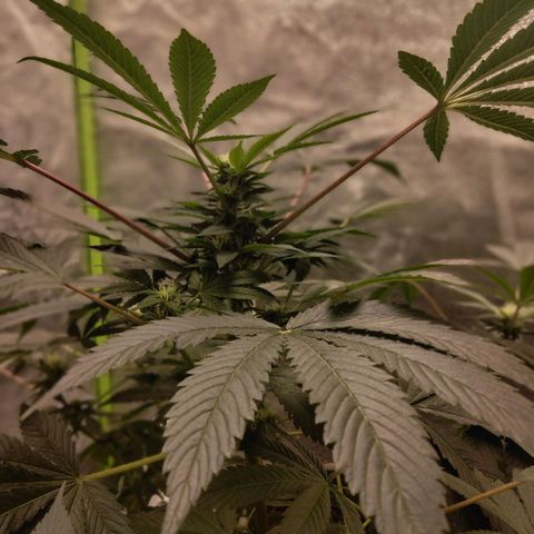 Mother plant 1st grow  growlog timeline photo