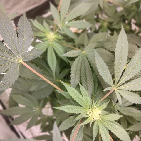 Mother plant 1st grow  growlog timeline photo