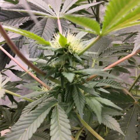 Mother plant 1st grow  growlog timeline photo