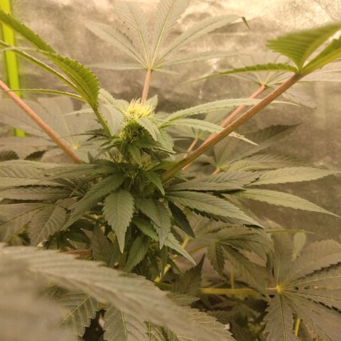 Mother plant 1st grow  growlog timeline photo