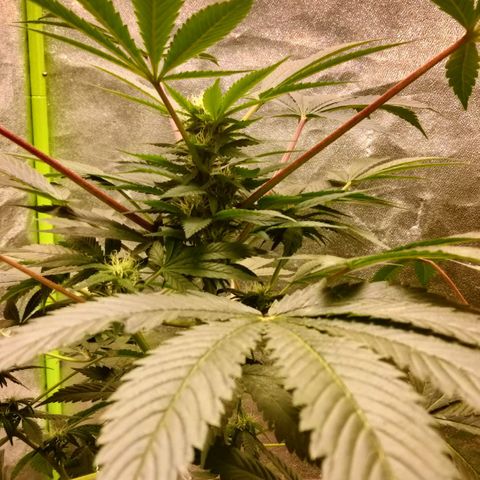 Mother plant 1st grow  growlog timeline photo