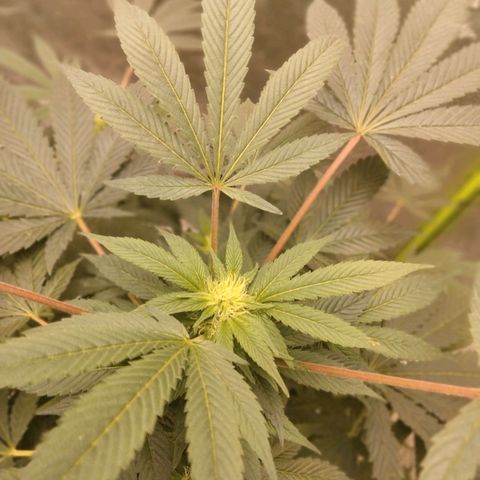 Mother plant 1st grow  growlog timeline photo