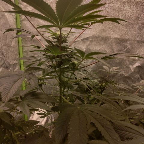 Mother plant 1st grow  growlog timeline photo