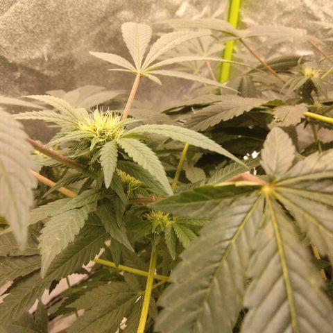Mother plant 1st grow  growlog timeline photo