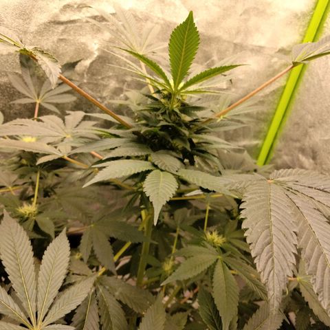 Mother plant 1st grow  growlog photo: She's really starting to mature now this is extremely exciting, farthest I've gotten any plant b4