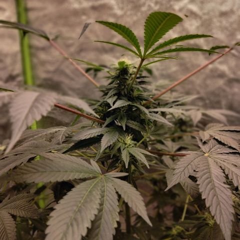Mother plant 1st grow  growlog photo: She's really starting to mature now this is extremely exciting, farthest I've gotten any plant b4