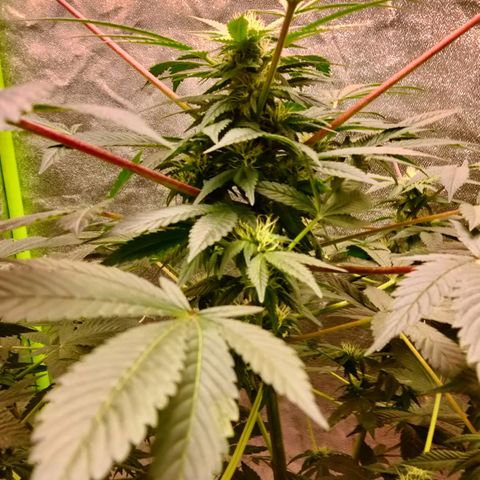 Mother plant 1st grow  growlog photo: She's really starting to mature now this is extremely exciting, farthest I've gotten any plant b4